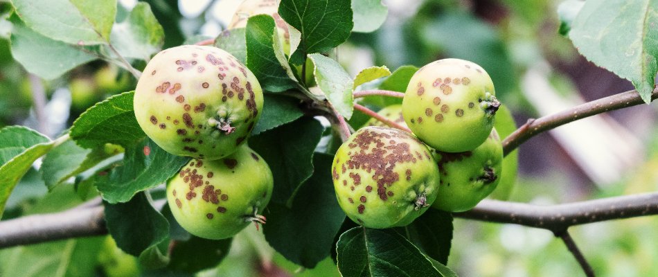 Apples on a tree in Mansfield, OH, with apple scab.