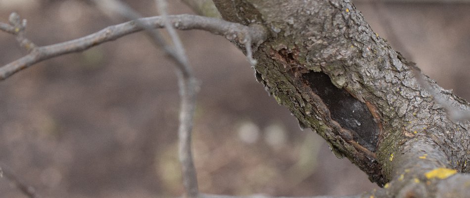 Dark, sunken canker on a tree branch in Mansfield, OH.