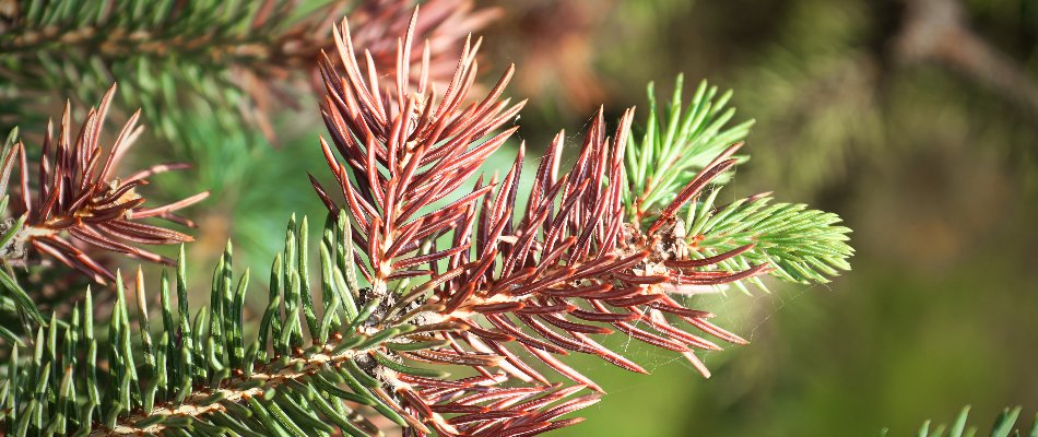 Discolored pine needles in Mansfield, OH, from a disease.