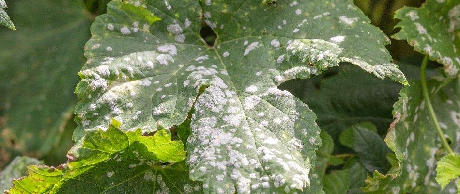Large tree leaves with powdery mildew in Mansfield, OH.