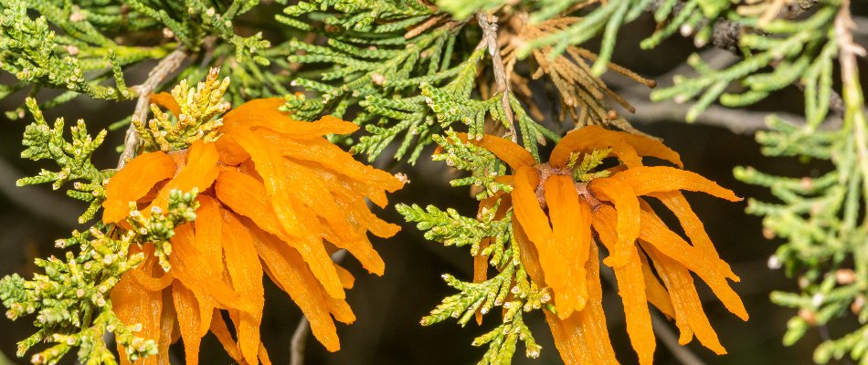 Orange growth on a tree in Mansfield, OH, from cedar apple rust.