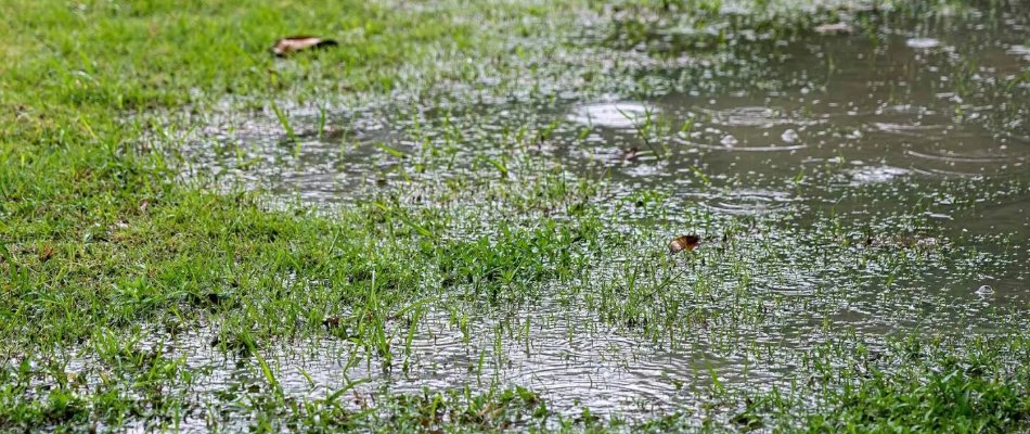 Water on lawn after rain in Newark, DE.