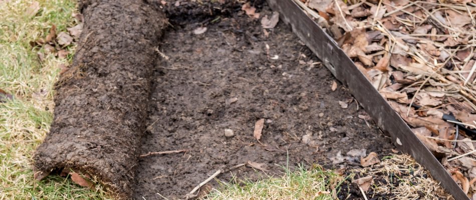 Lifted lawn with grubs on a property in Matthews, NC.