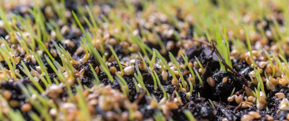 Seeds on a lawn after overseeding in Newark, DE.