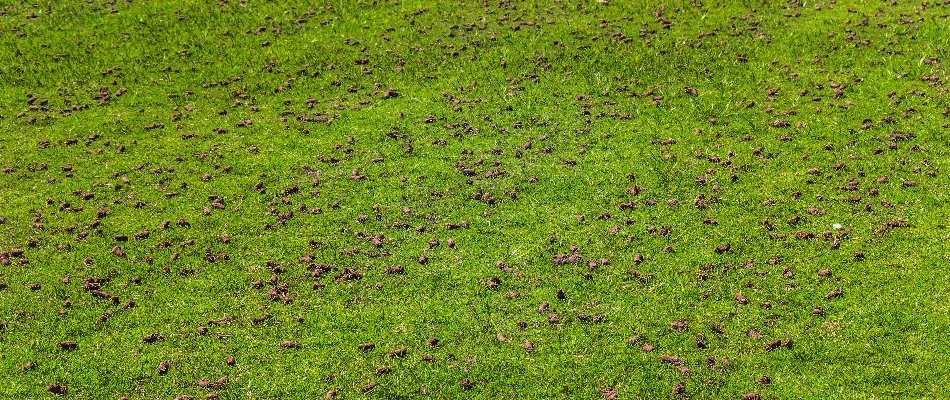Soil cores on lawn in Newark, DE, after aeration.
