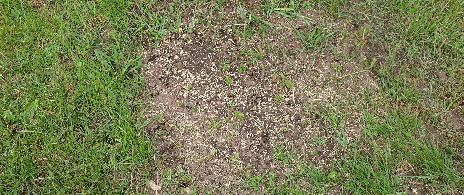 Bare patch on a lawn in Waukee, IA, with grass seeds.