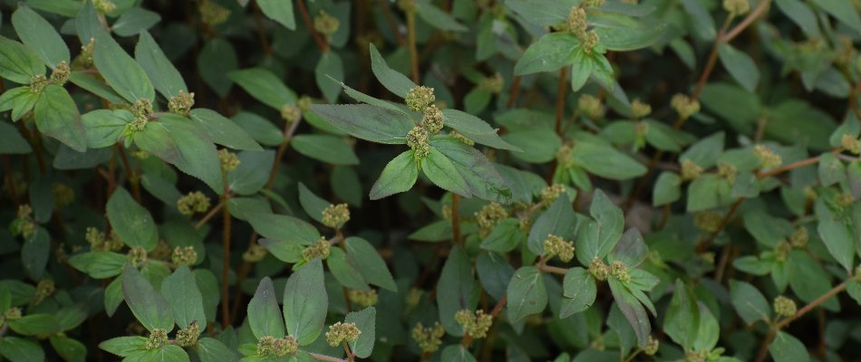 Foliage of spurge weed in Miramar, FL.