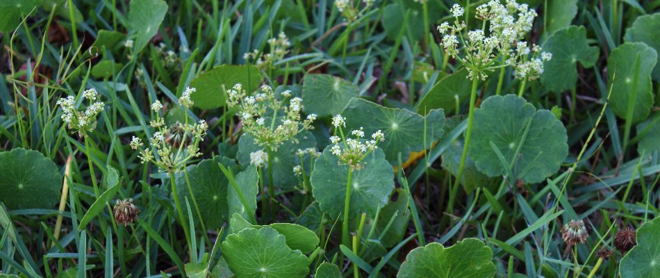 Leaves and flower of a dollarweed in Miramar, FL.