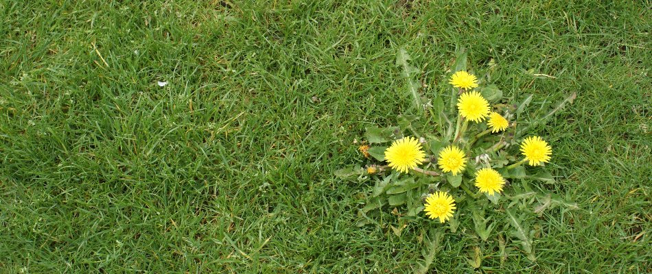 Patch of a dandelion weed on a lawn in Miramar, FL.