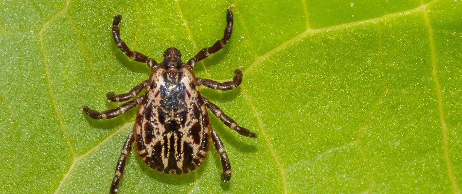 American dog tick on a green leaf in Mansfield, OH.