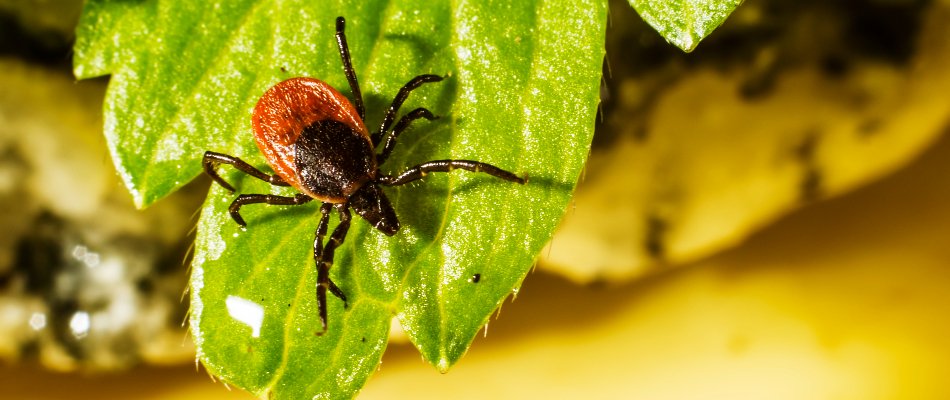 Deer tick on the edge of a plant leaf in Mansfield, OH.