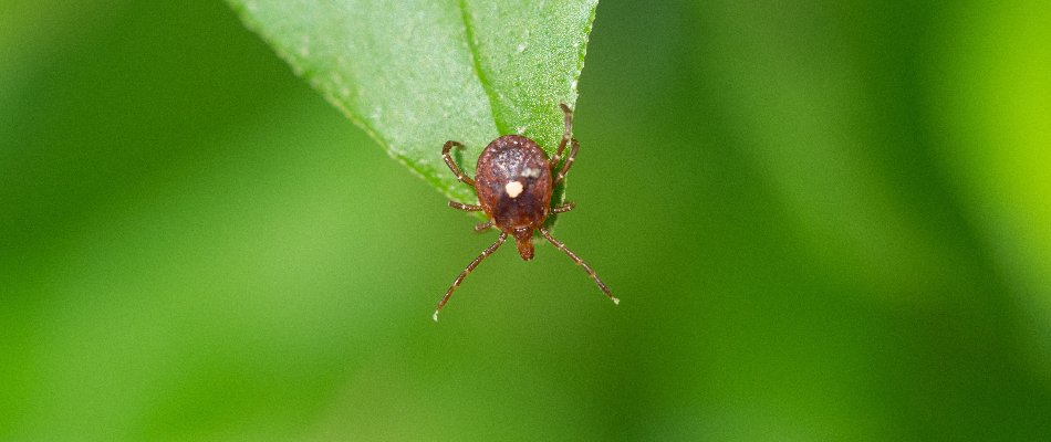 Lone star tick hanging off a plant leaf in Mansfield, OH.