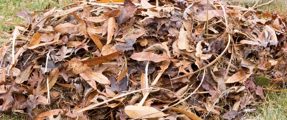 Pile of dry leaves on a lawn in Macomb, MI.