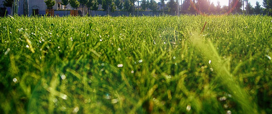 Wet grass blades in Paradise Valley, AZ.
