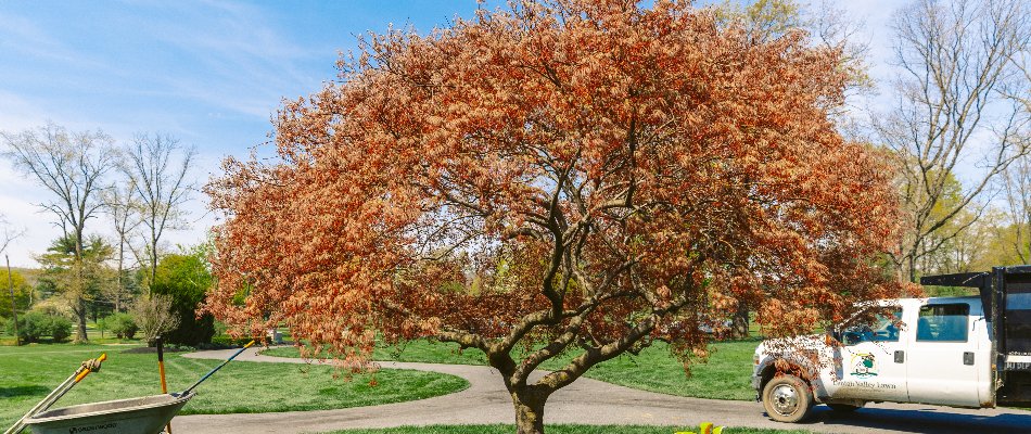 Orange leaves of a tree in Macungie, PA.