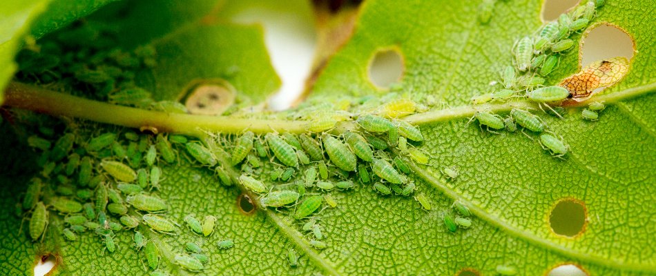 Green aphids on a plant leaf.