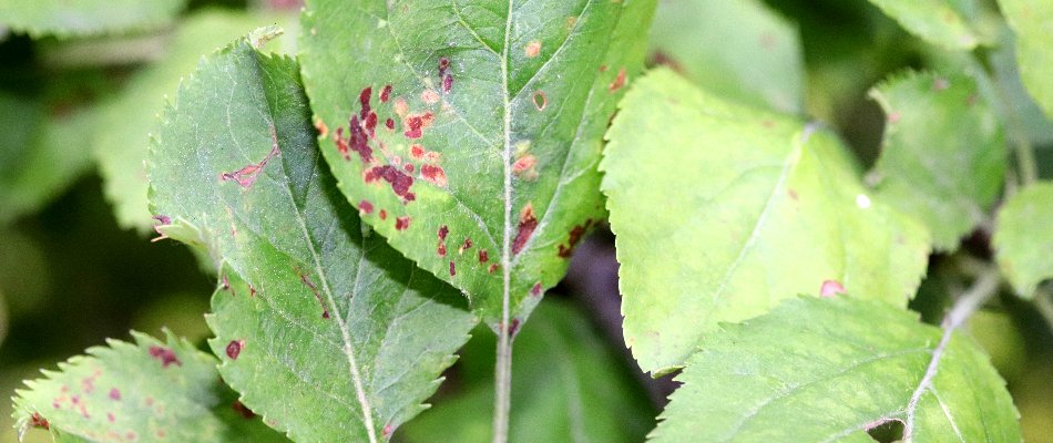 Apple scab disease on the leaves of a plant in Mansfield, OH.