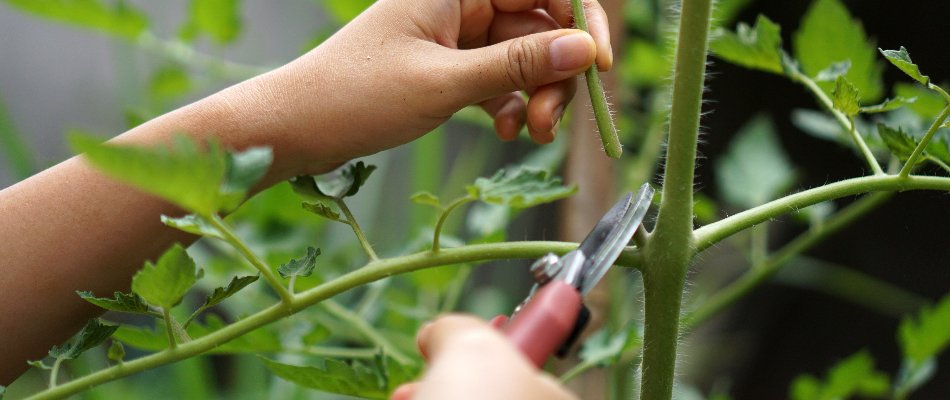 Person pruning a plant in Las Cruces, NM.