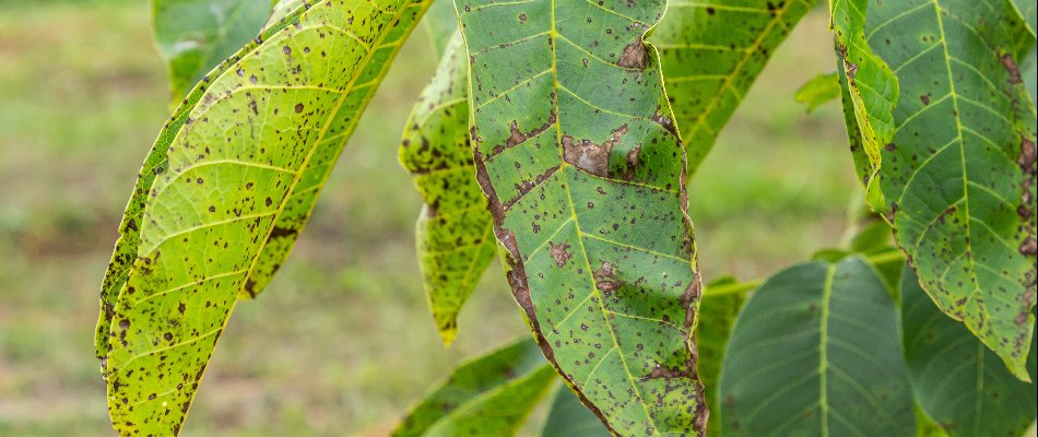 Anthracnose plant disease on a shrub in The Villages, FL.