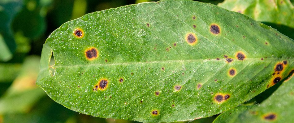 Leaf spot disease on a plant in The Villages, FL.