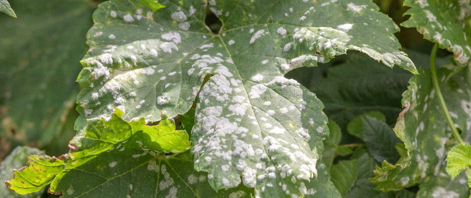 Powdery mildew plant disease on a leaf in The Villages, FL.