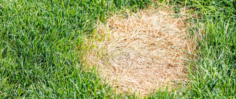 Dollar spot disease on a lawn in Delaware, OH.