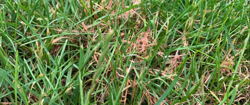 Red thread disease on a lawn in Delaware, OH.