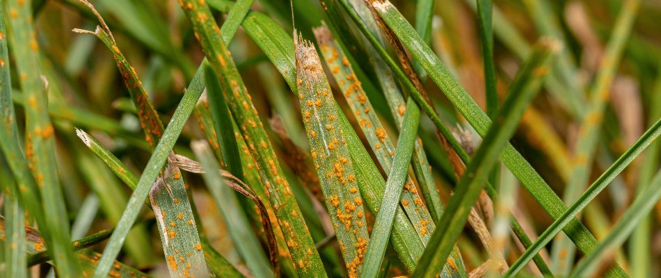 Rust disease on grass blades in Delaware, OH.