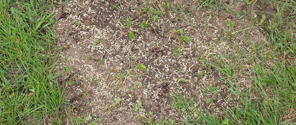 Grass seeds on soil in Memphis, TN.