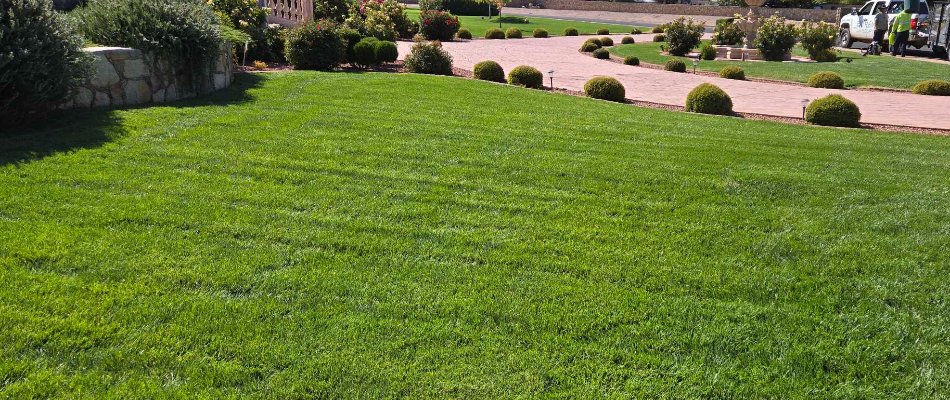Healthy fertilized grass in Las Cruces, NM, with nearby shrubs.
