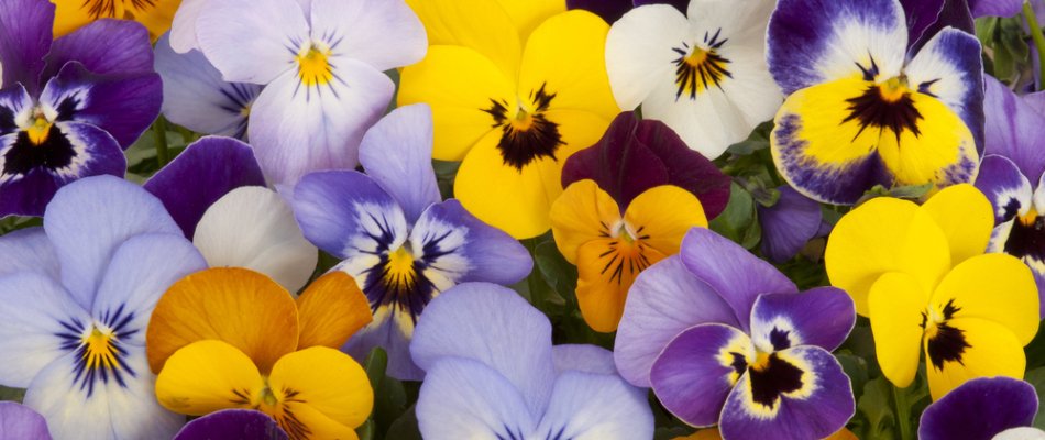 Yellow, purple, and white pansies in Charlotte, NC.