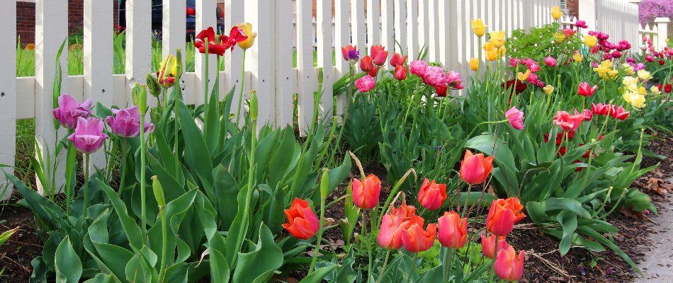 Landscape in Charlotte, NC, with colorful tulips.