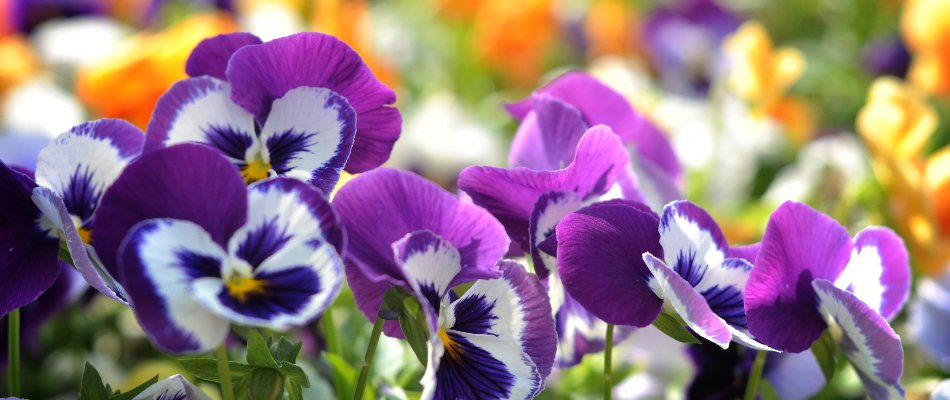Yard in Charlotte, NC, with purple pansies.