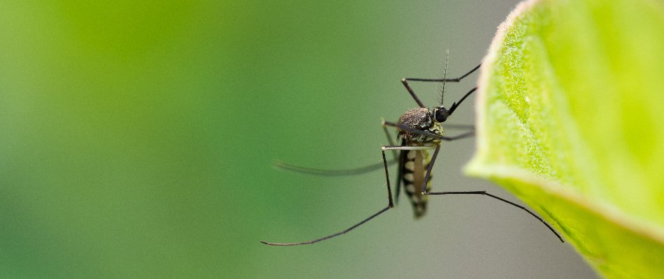 Mosquito on the side of a leaf on a property in Mansfield, OH.