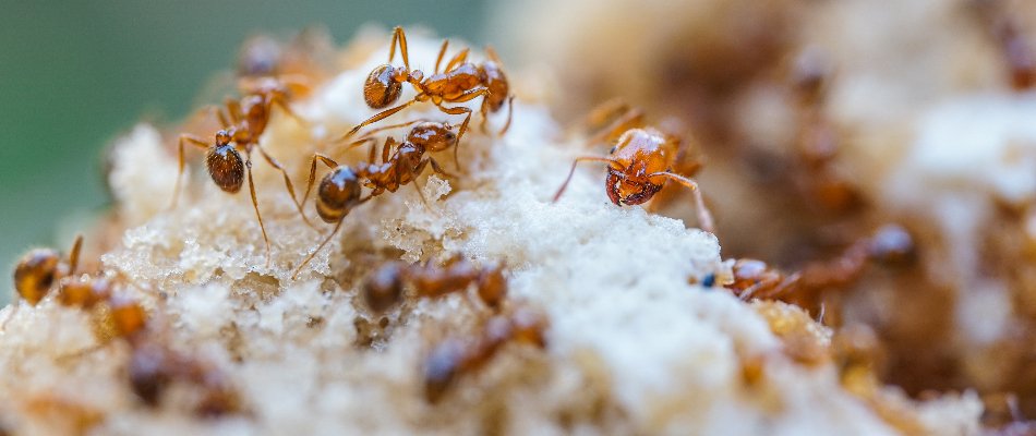 Fire ants walking on sand in Austin, TX.