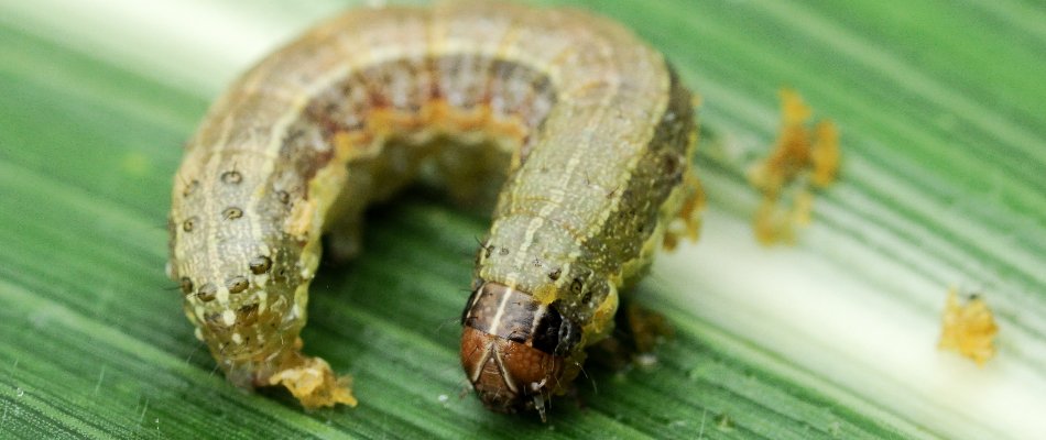 Armyworm on a blade of grass in Austin, TX.