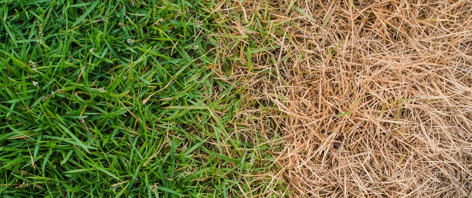 Scorched grass next to green grass in Matthews, NC.