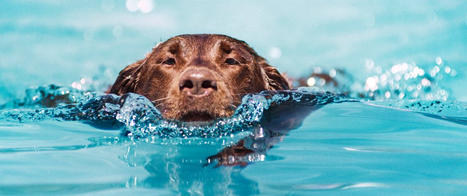 Dog swimming in a saltwater pool in Bridgehampton, NY.