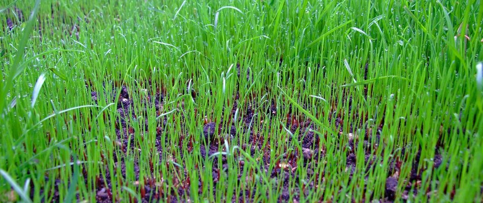 New grass growth on lawn in Newark, DE, after overseeding.