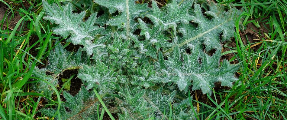 Lawn in Austin, TX, with thistle weed.