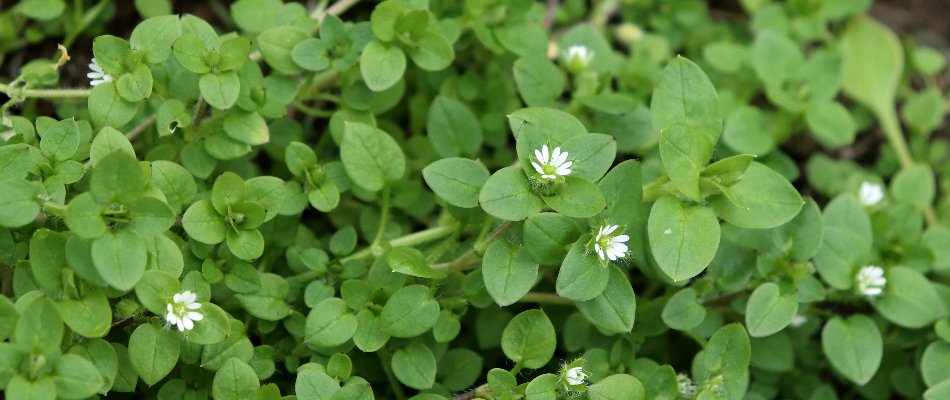 White flowers of a chickweed on a lawn in Austin, TX.