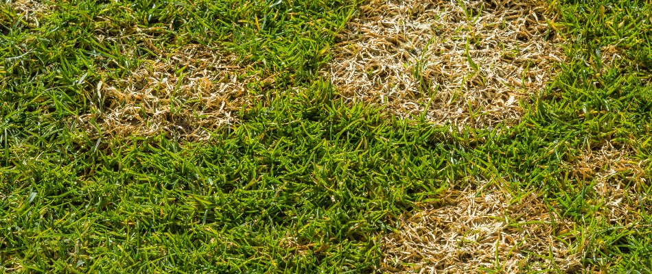 Circular brown patches across a lawn in The Villages, FL.
