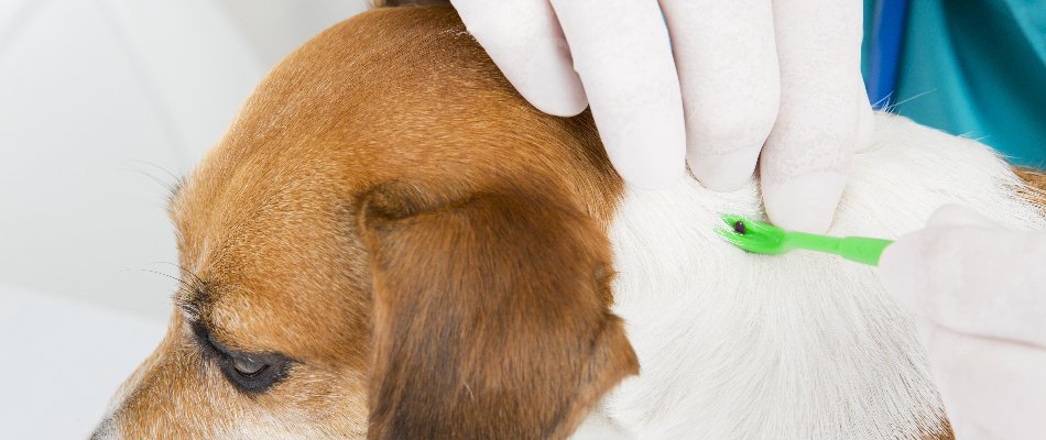 Removing a tick from a dog in Delaware, OH, using a tick remover.