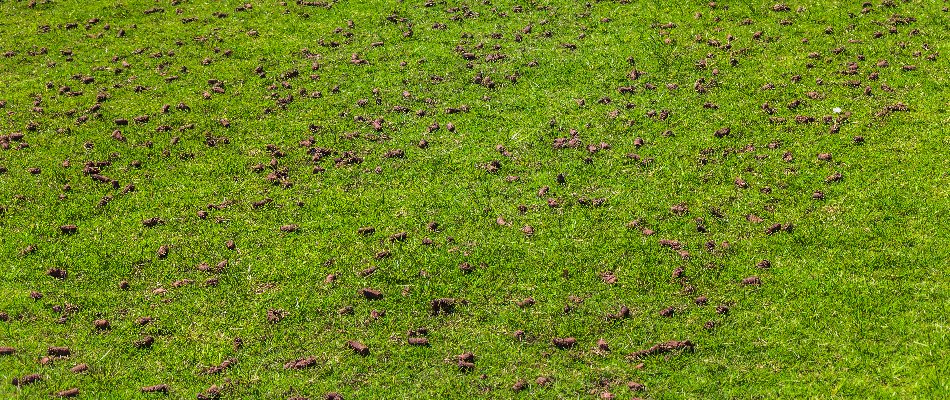 Soil plugs after aeration on a property in Mansfield, OH.
