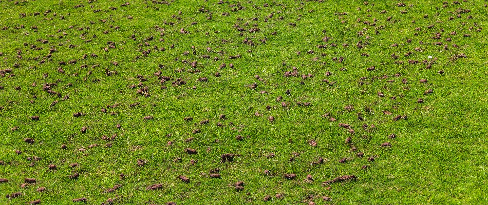 Soil cores across a lawn in The Villages, FL, after aeration.