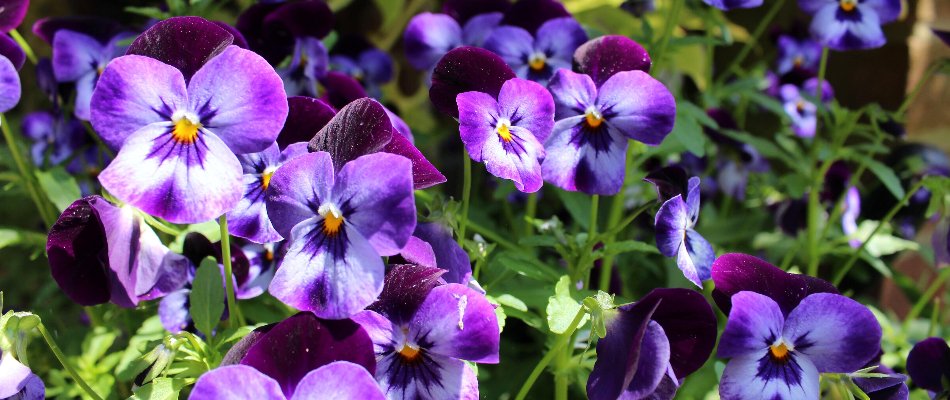Purple pansies in West Chester, PA.