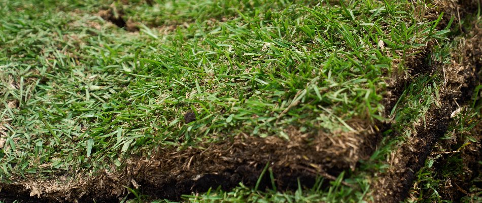 Close up of a St. Augustine sod in Orlando, FL.