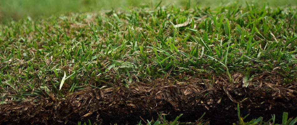 Sod piece in Orlando, FL, showing grass blades and roots.