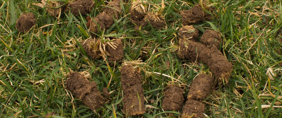Soil cores on a lawn in Matthews, NC, after aeration.