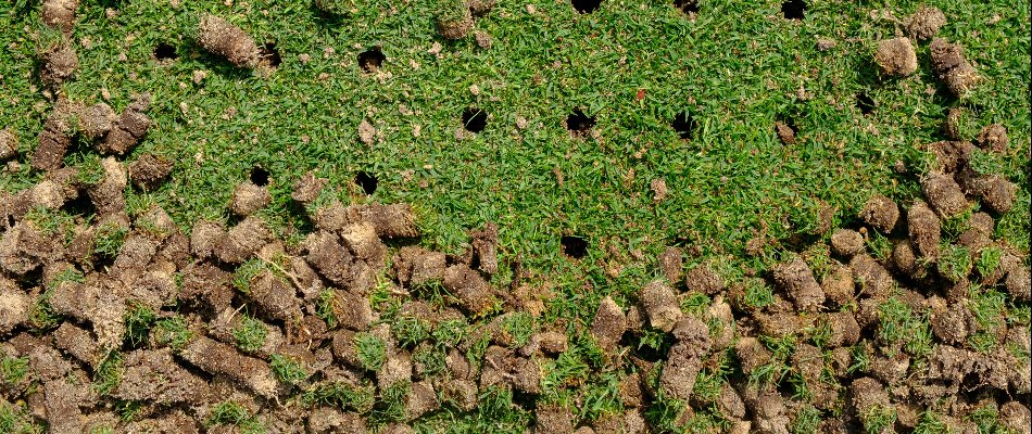 Lawn in Matthews, NC, with holes and soil plugs from aeration.